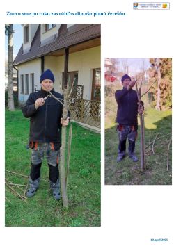vrúblovanie_čerešne